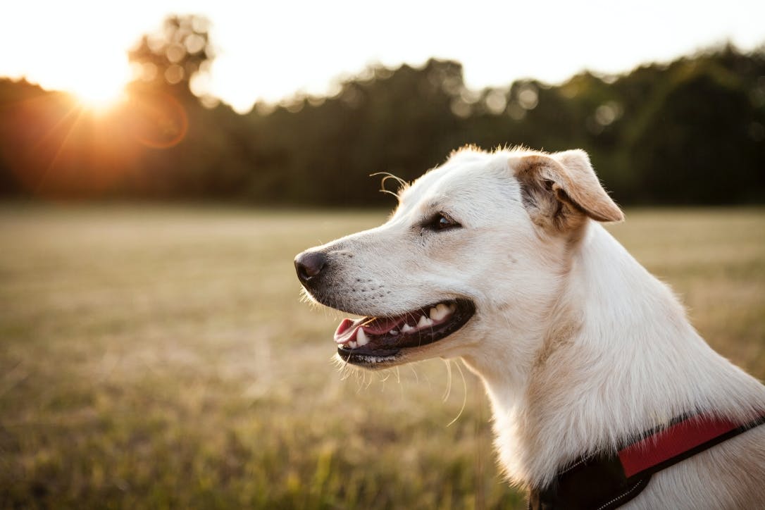 Kennelhosta – vaccin & behandling Lassie