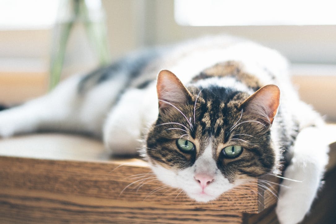indhold Scan hud Kattsjukdomar - Sjukdomar hos äldre katter - Symtom