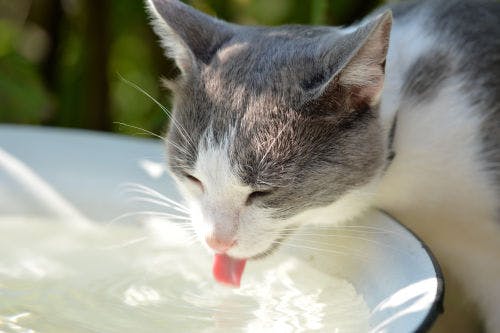 Make liquid substitute for cats