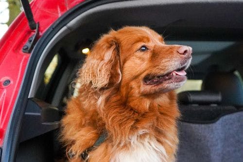 Driving with a dog - What applies?