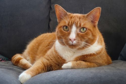 Överviktig katt - Sjukdomar bland övervikt hos katt