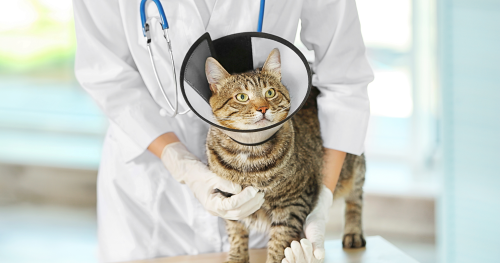 How to train your cat for the vet visit