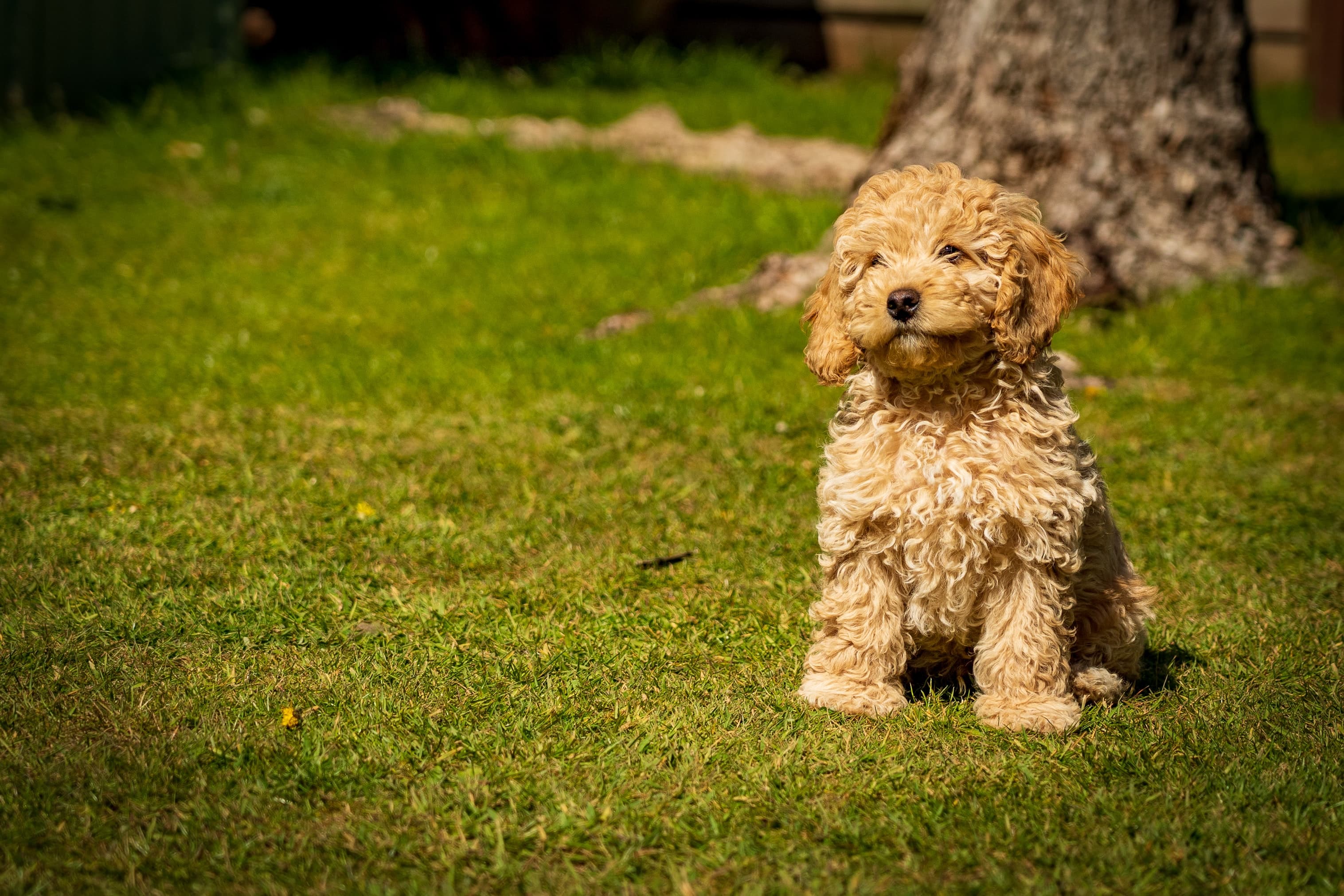 Cockerpoo