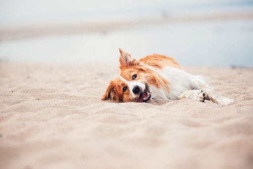 Protect your dog from diseases and parasites when travelling abroad