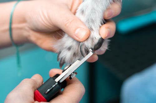 How to clip your dog's claws step by step