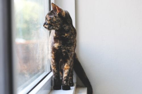 Katt-stress - Allt du behöver veta om stress hos katt