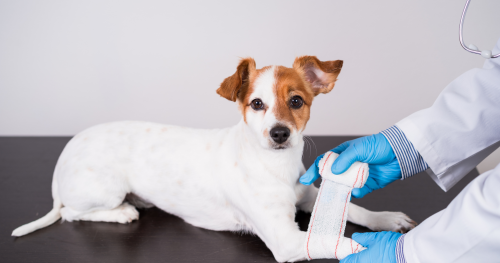 Tips for a better vet visit with your dog