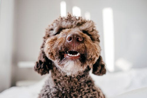 Tandfraktur hos hund - Allt du behöver veta