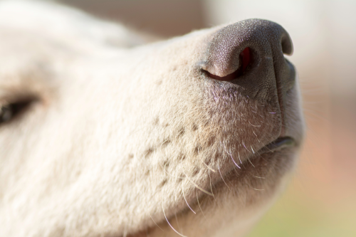 Aktivera din hund med nosework