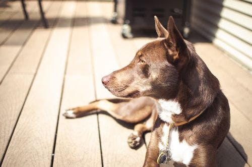 Heat stroke in dogs