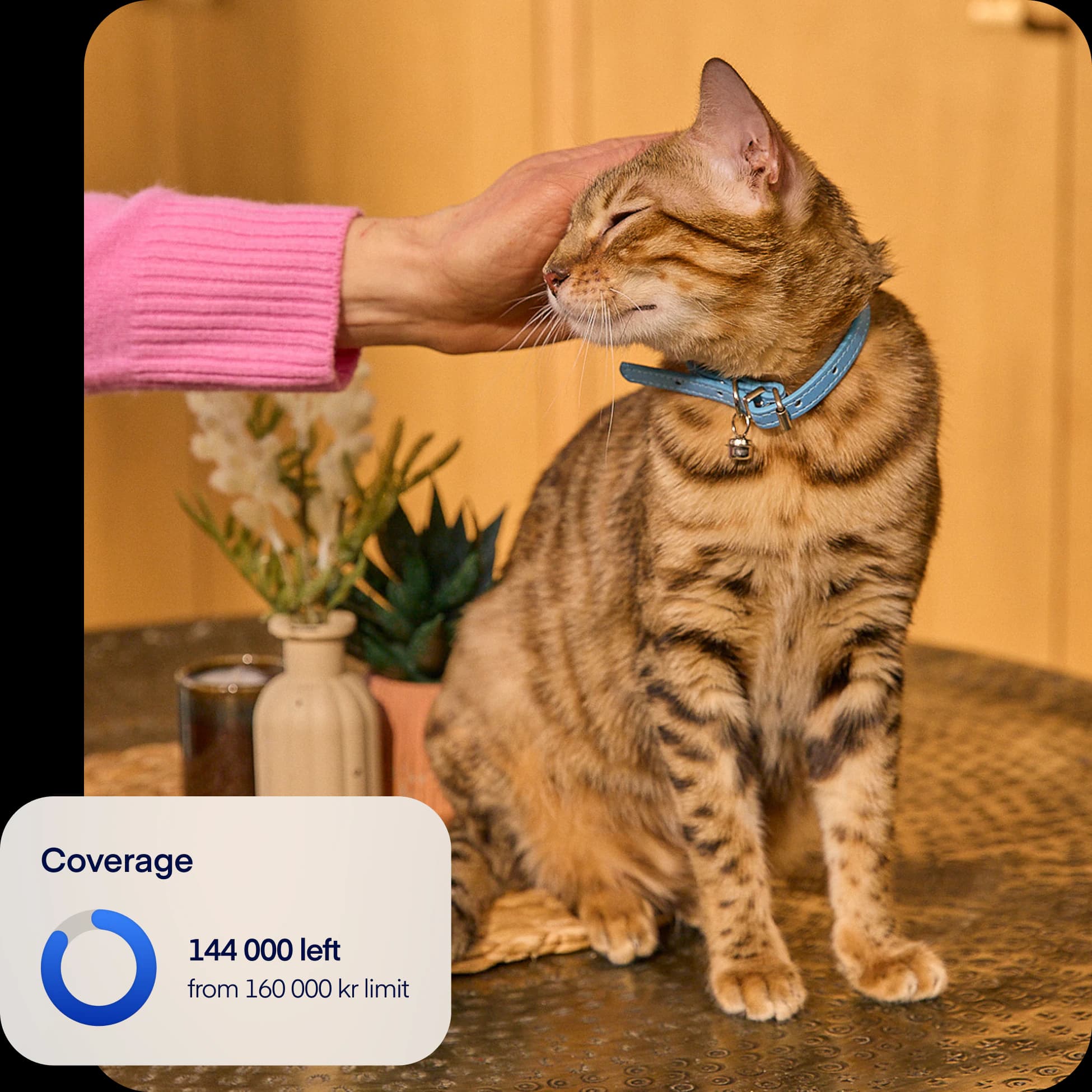 SE-NEW-photo-coverage-overlay-cat