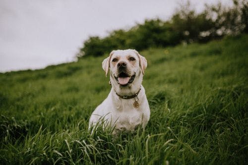 Magkatarr hos hund - Symptom, orsak & behandling