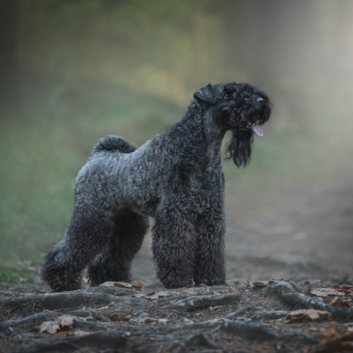 Kerry Blue Terrier-guiden