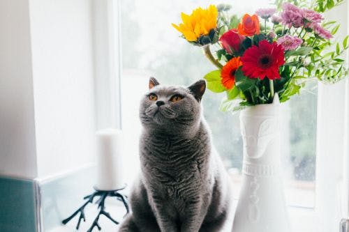 Plants that are poisonous to your cat
