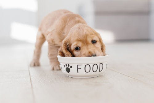 This is what my puppy should eat until it is an adult