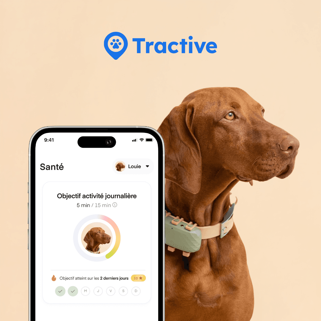 Tractive x Lassie Screenshot Dog