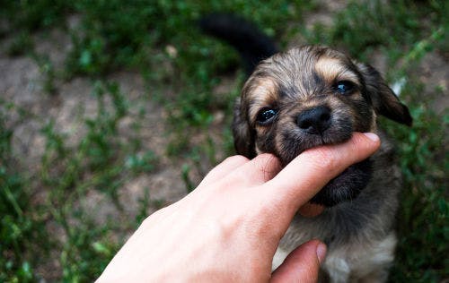 What to do when your puppy bites your hands