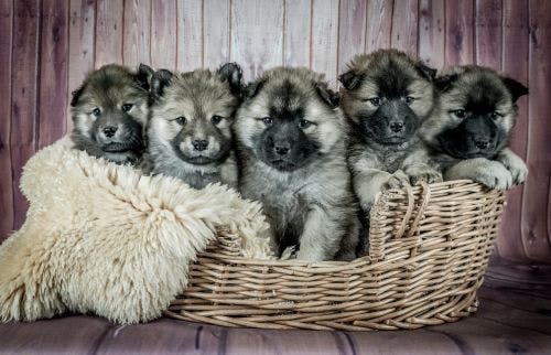 Buying a dog from a breeder