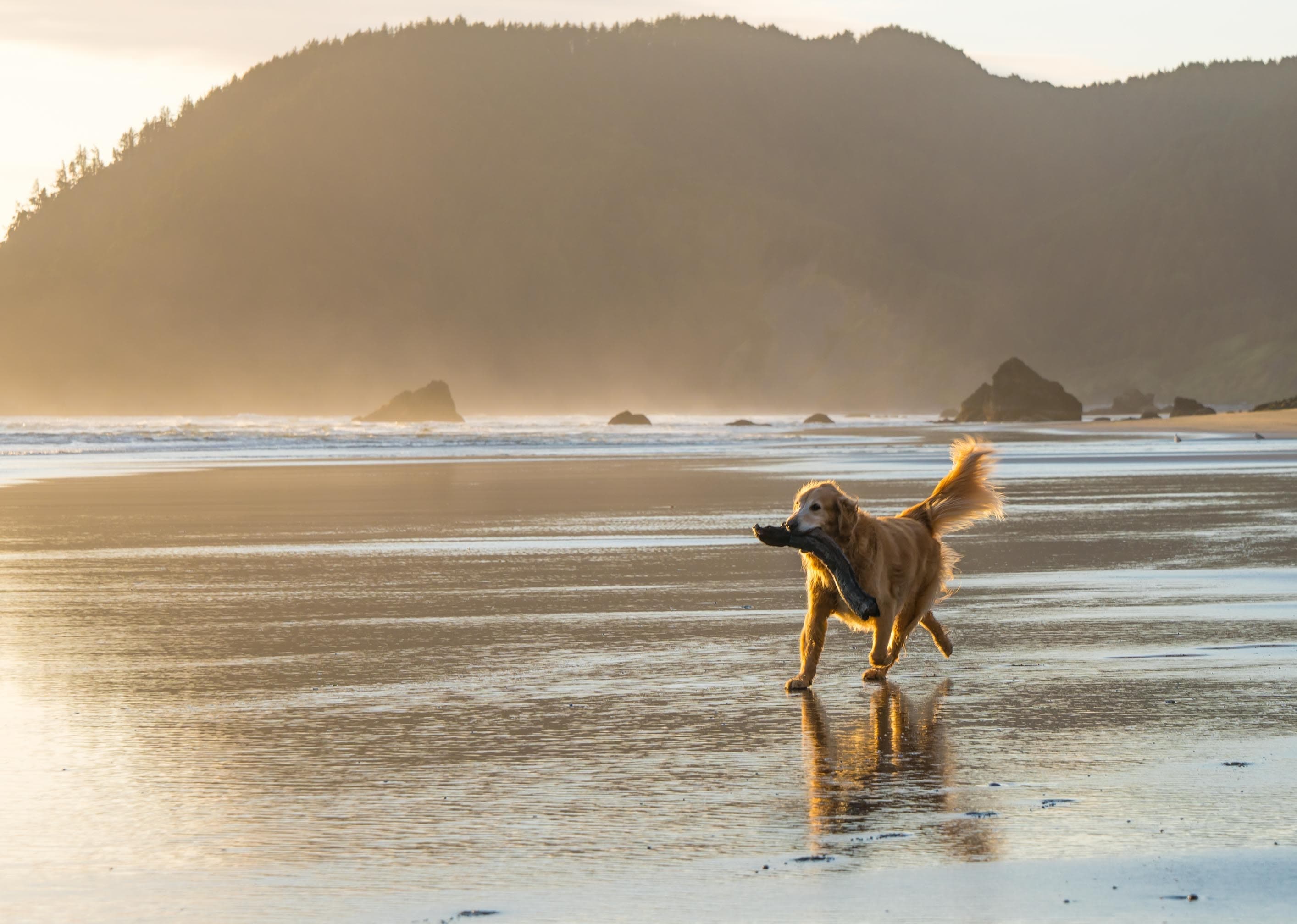 Hund pÄ strand