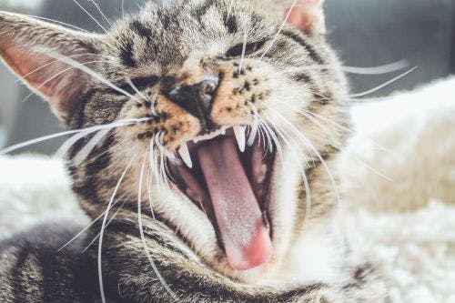 About the cat's mouth and teeth