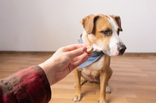 2 exercises to make the dog stop eating things