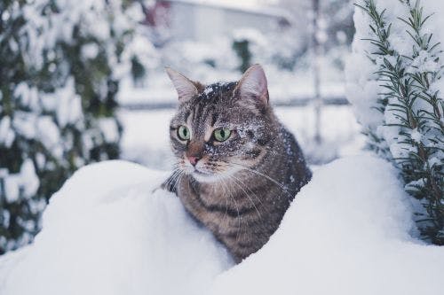Kan min katt vara ute på vintern?