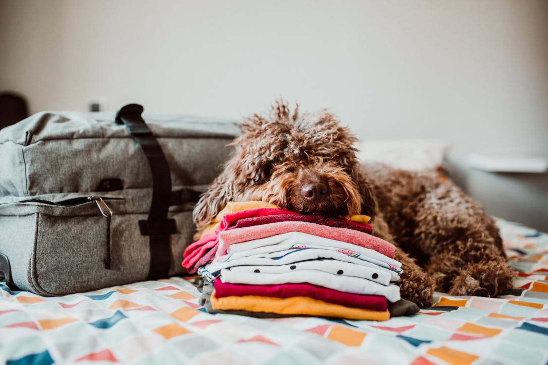 Spanish water dog, sitting on top of the bed with a grey suitcase and travel accessories.