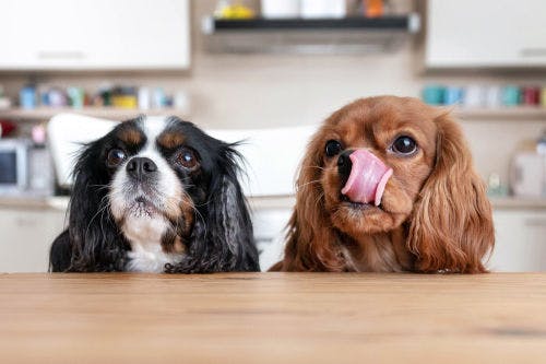 Giftig mat för hundar - Dessa livsmedel bör hunden undvika