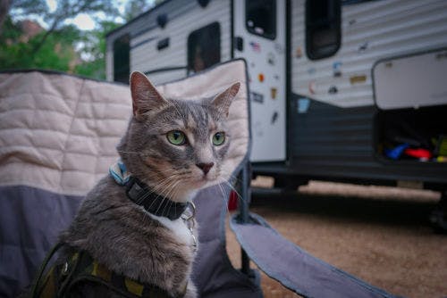 Camper holidays with your cat