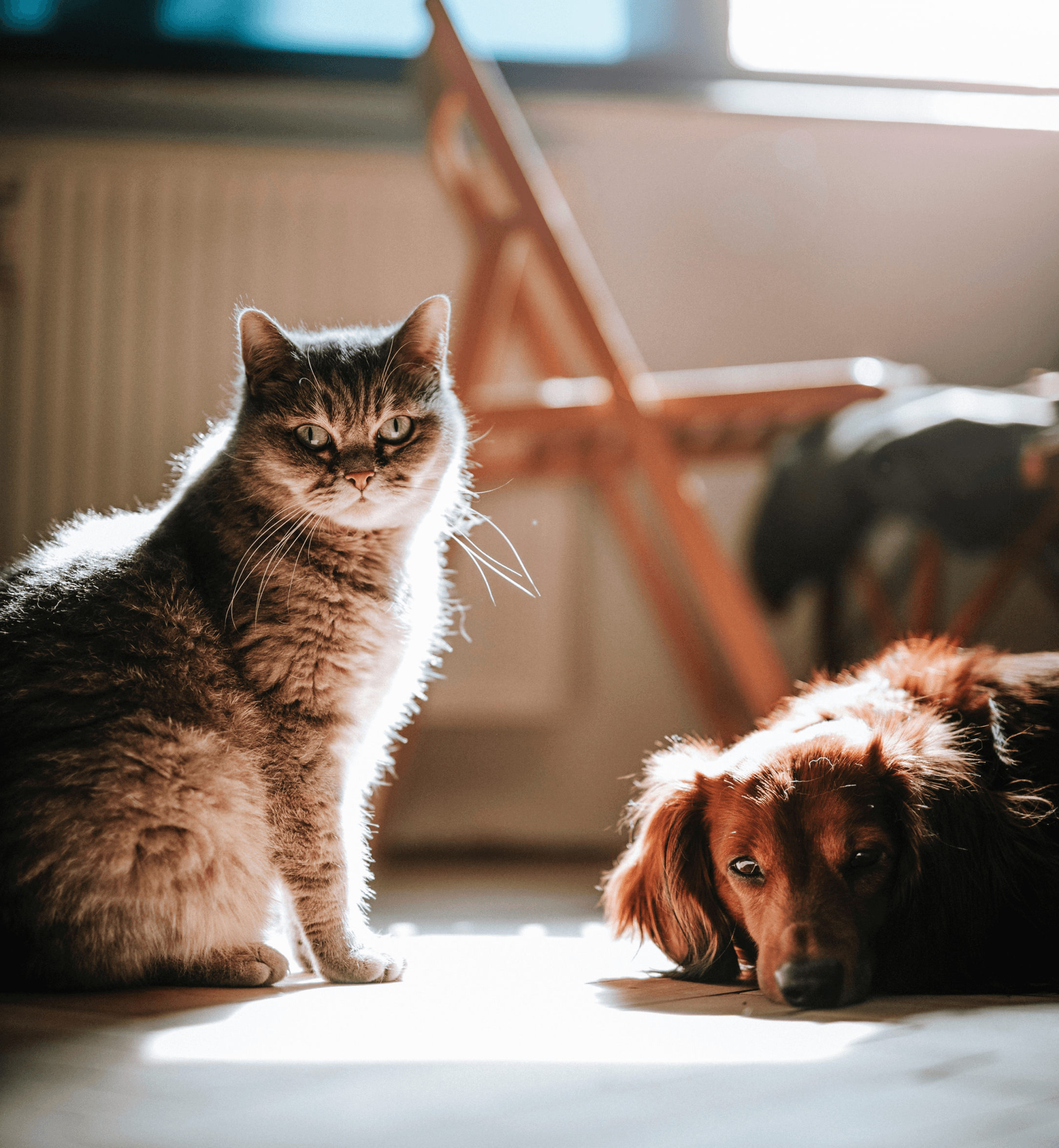 katt hund försåkring kompiss rabatt