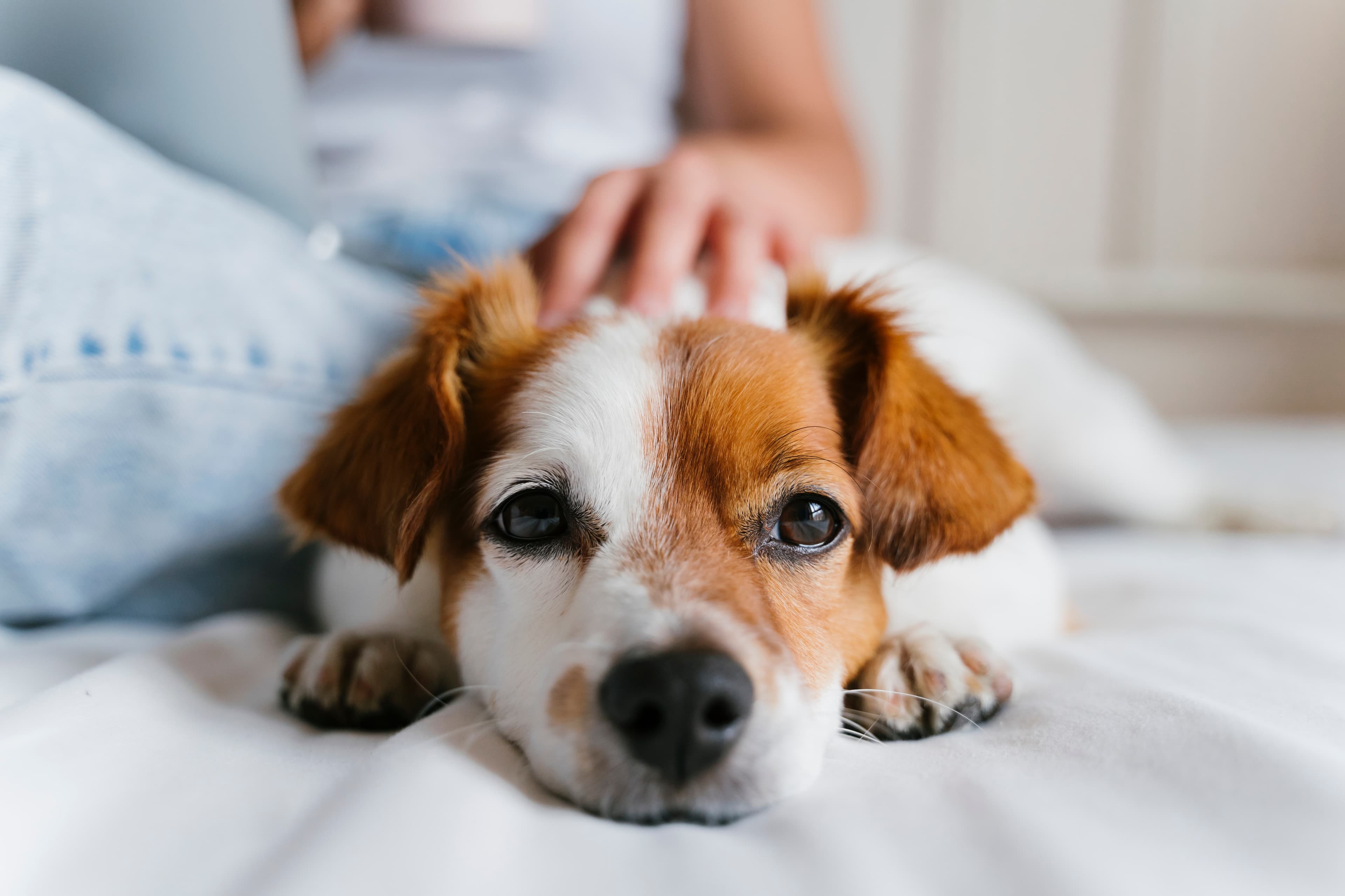 dog in bed