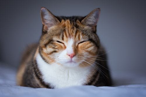 Urinsten hos katt - Symtom, orsak & behandling