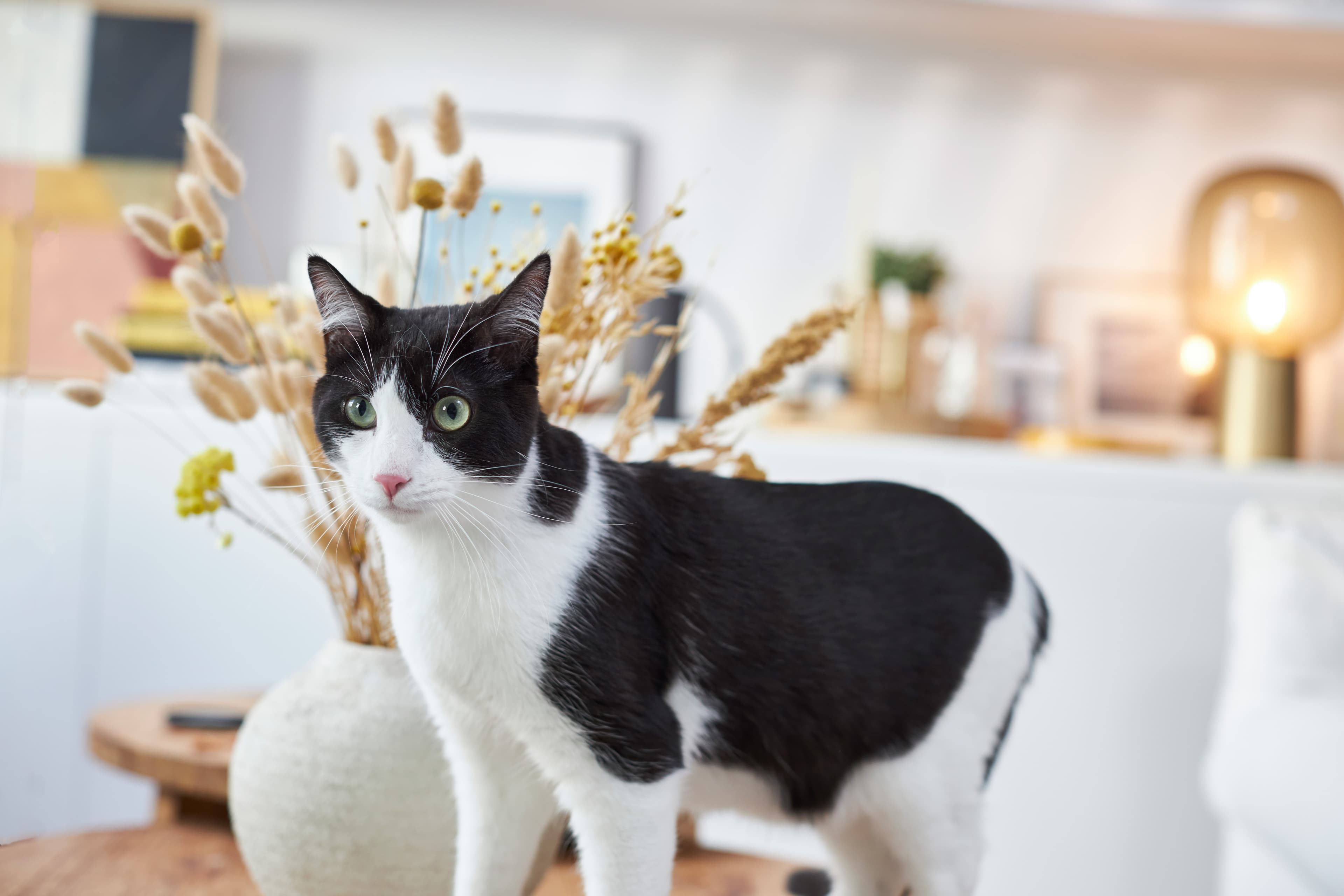 katt nyår