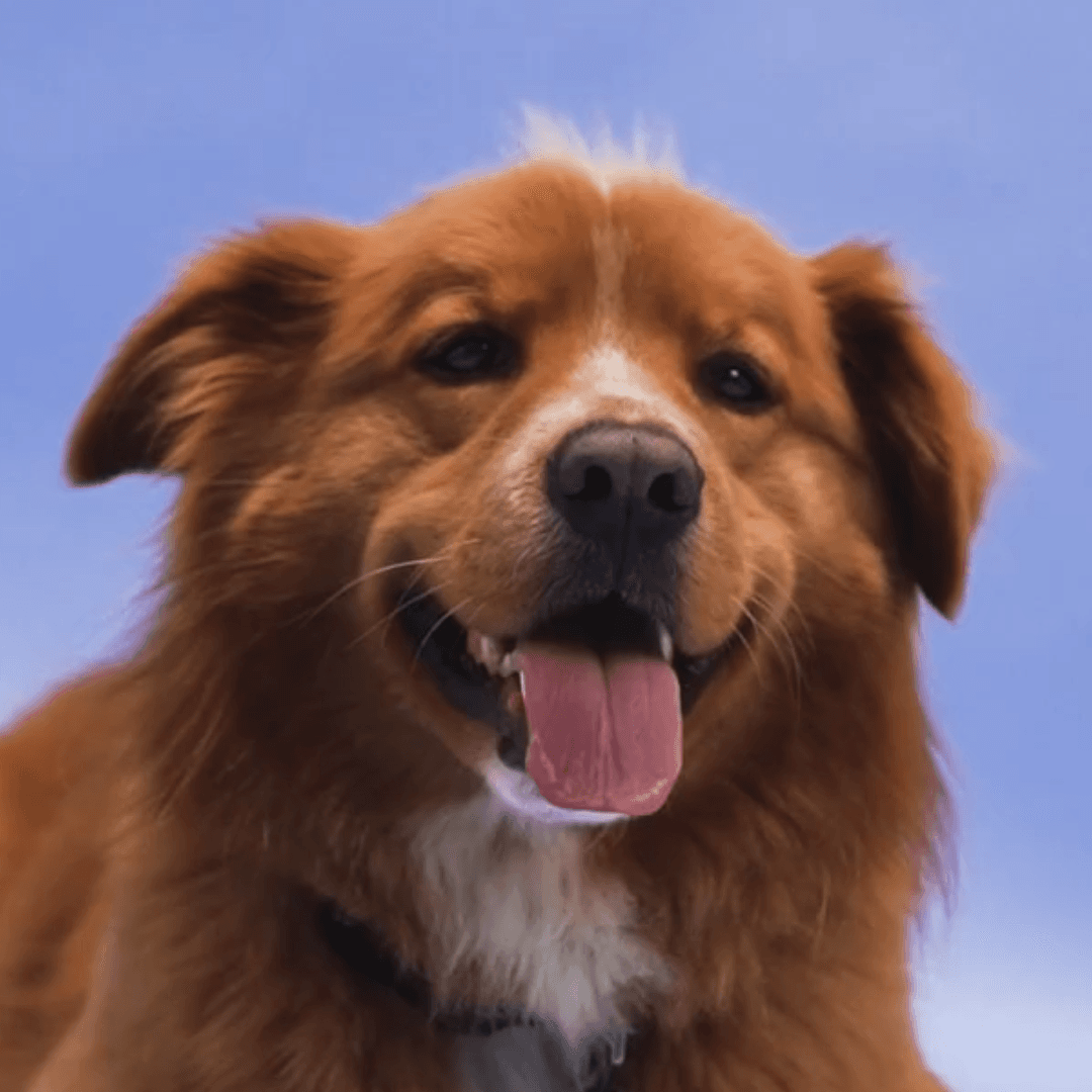 Dog surgery hero