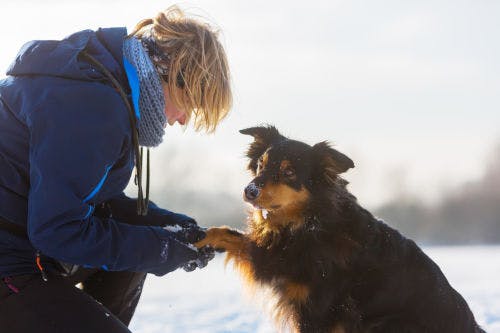 Ta hand om hundens tassar i vinter