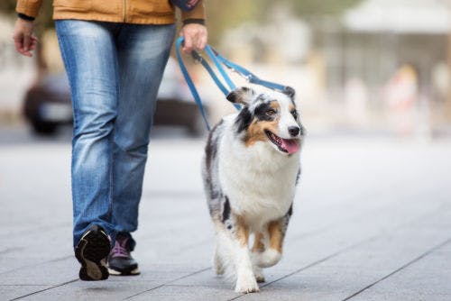 Förebygg att hunden äter olämpliga saker på era promenader