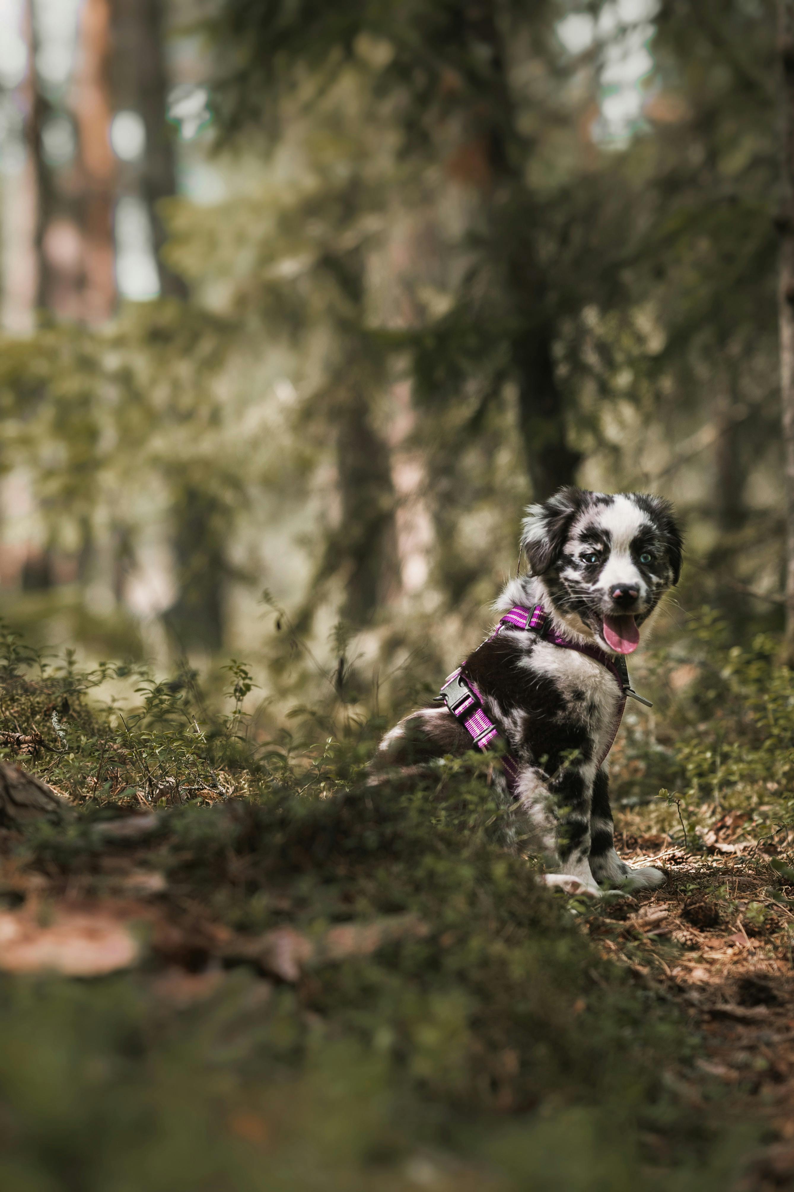 puppy woods - portrait
