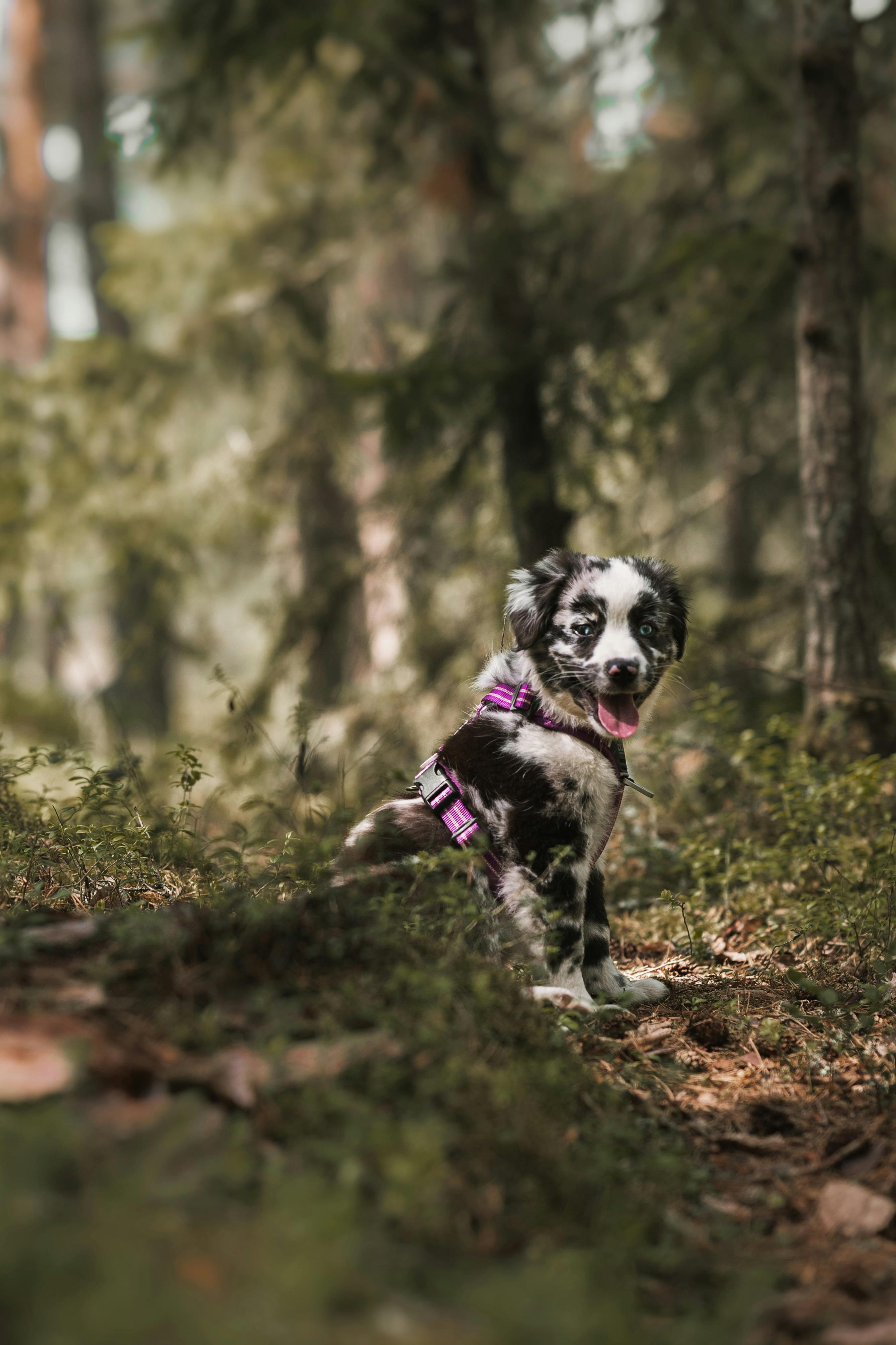 puppy woods - portrait
