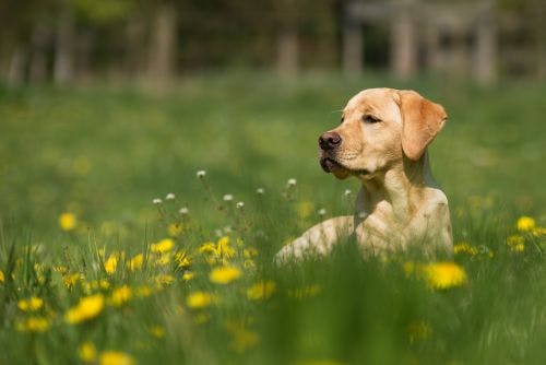 Hudinfektion hund - Symptom, orsak & behandling