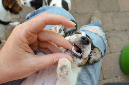 Learn more about puppy's milk teeth and tooth replacement