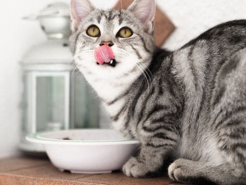 Vad kan katter äta - Allt om kattens mat