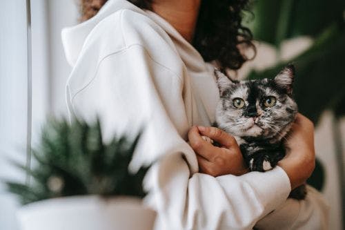 Kattsnuva – Symptom och behandling