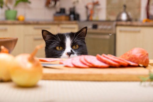 Foods that are toxic for your cat
