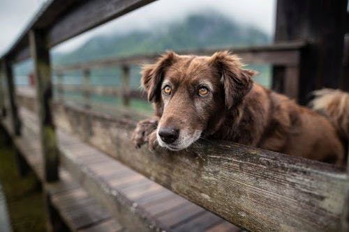 Knöl på hund - Orsak & behandling vid hund knölar