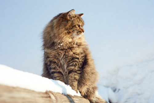 Sibirisk Katt-guiden