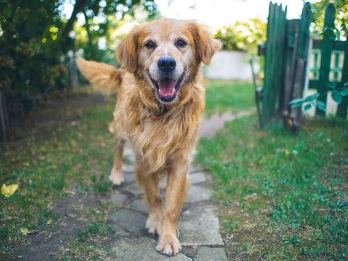 Hund med ont in nacken - Symtom, orsak & behandling