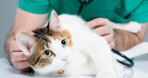 Tips för ett bättre veterinärbesök med din katt