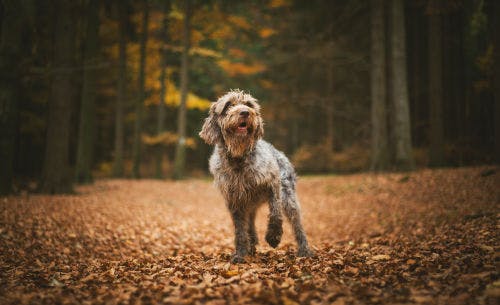 6 tips to reduce the weight of your dog