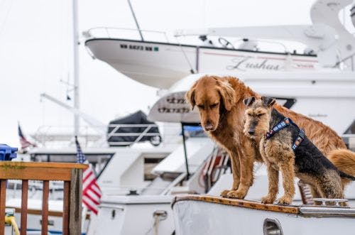 Hund på båt - Tips & råd