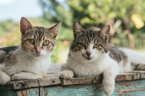 Allt om kattögon och ögonproblem hos katter